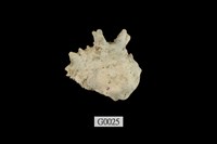 藏品(金口岩螺)的圖片